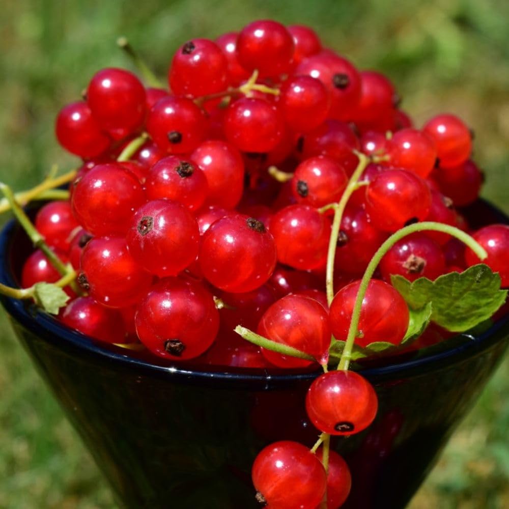 Live Red Currant Plant Bare Root, 6-12 Inches Tall