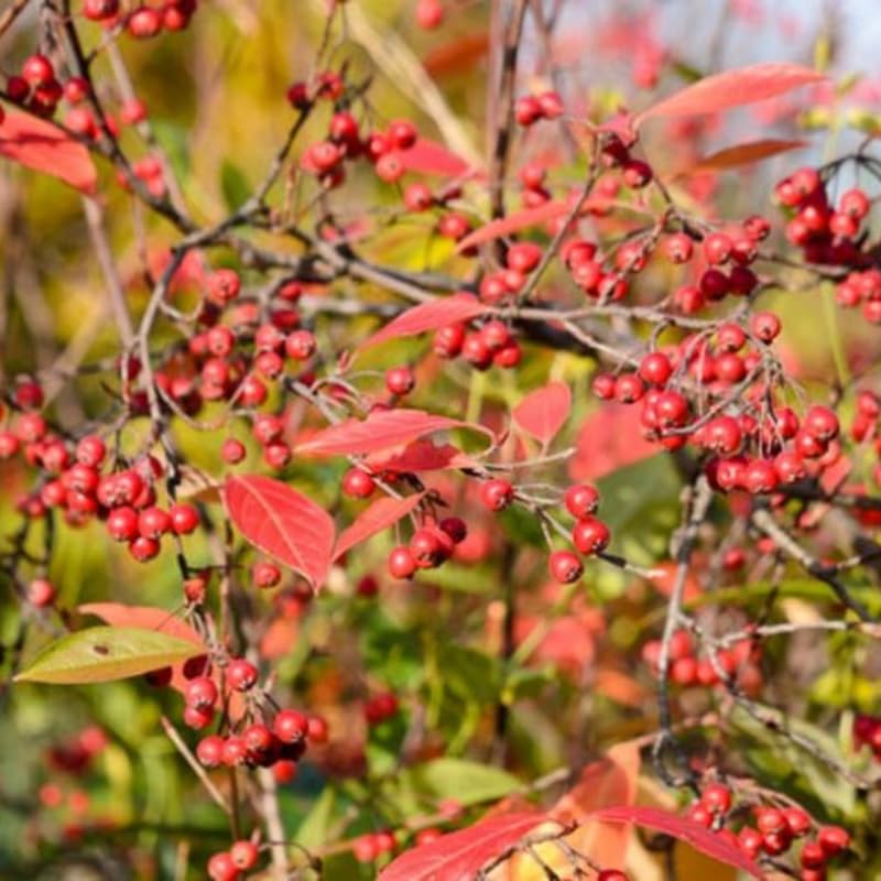 Red Chokeberry Plant, 6-12 Inch Tall, 2.5 Inch Pot Aronia Berry Plant Shrub for Planting, Dormant in Winter