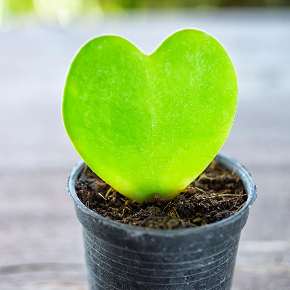 Hoya Kerrii Plant, Hoya Heart Live Plant, Indoor Outdoor Growing from 4 Inch Tall