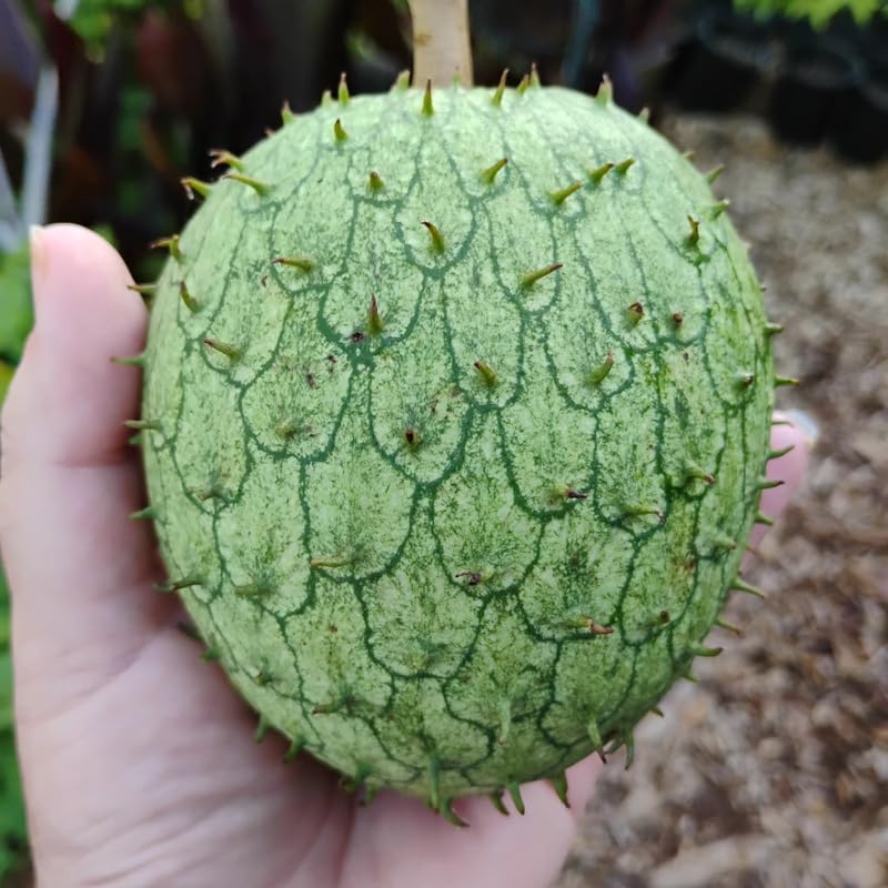 Soursop Tree Live Plant, 3 Feet, Annona Muricata Mountain Soursop Fruit Tree Fully Rooted in 3 Gallon Pot, Tropical Fruit Tree