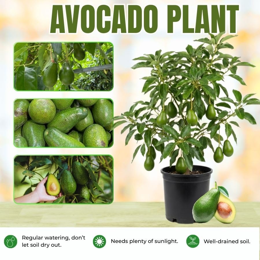 Grafted Avocado Fruit Plant 1.5-2.5 Feet Tall, Live Avocado Plant, Fruit Tree for Planting in Your Garden