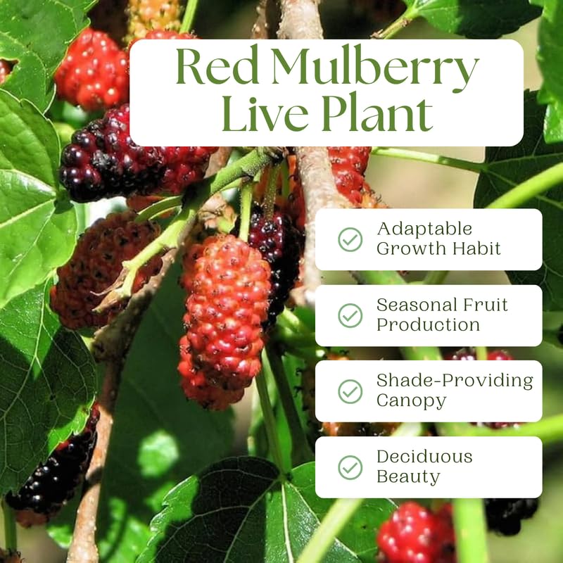 Red Mulberry Tree Live Plant, Hardy Mulberry Fruit Tree for Planting Indoor Outdoor, Sweet Mulberries Tree Well Rooted 4-8'' Tall