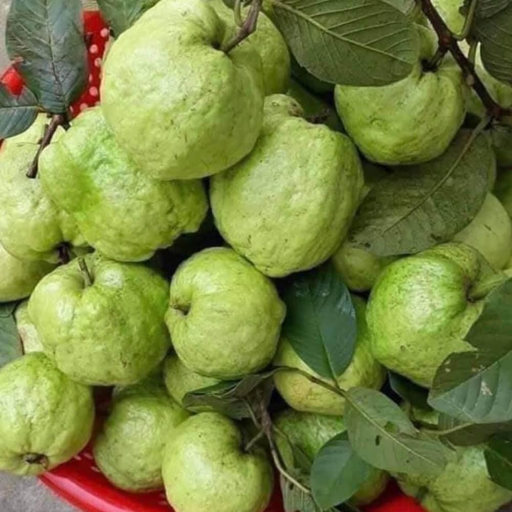 Thai Kilo Guava Plant Live, Hardy Tropical Guava Plant 3-4 Feet, Guava Fruit Tree Well Rooted in 3 Gallon Pot, No Ship to CA