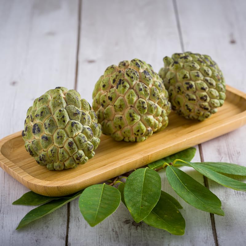 Green Sugar Apple Tree 24-30' Tall in 1 Gallon Pot, Sugar Apple Fruit Tree, Sweet Fruit for Growing, No Ship to CA