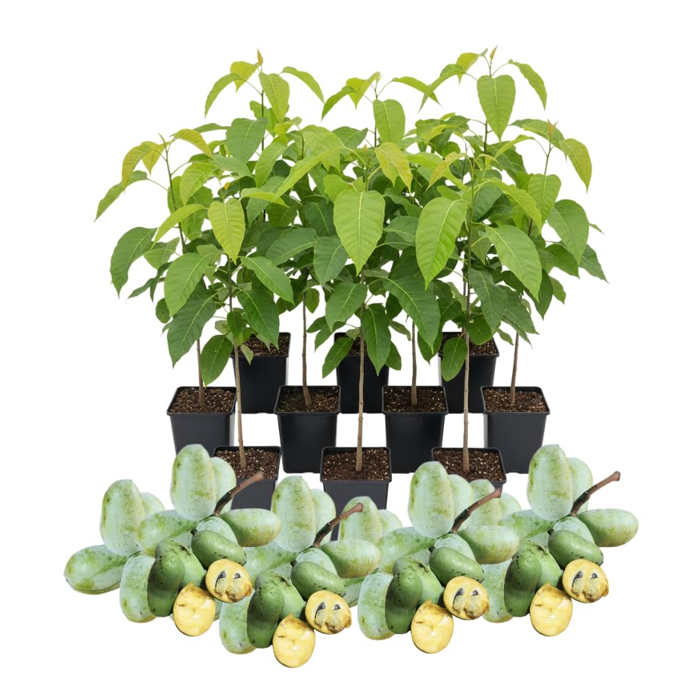 2 Common Pawpaw Trees Live Plants Starters, Paw Paw Plant, Asimina Triloba 6-12 Inches Tall, Hardy Fruit Trees for Home Gardens