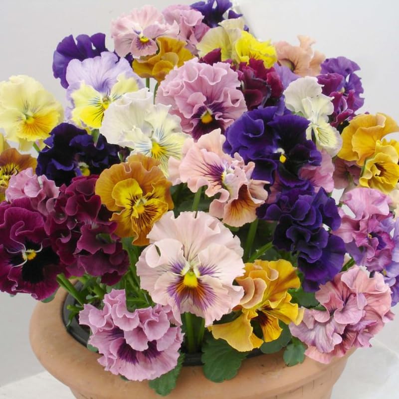 Pansy Live Plant 3–5 Inches Tall, Annual Pansies Flower, Blooming Flowers for Garden Beds, Pots and Borders