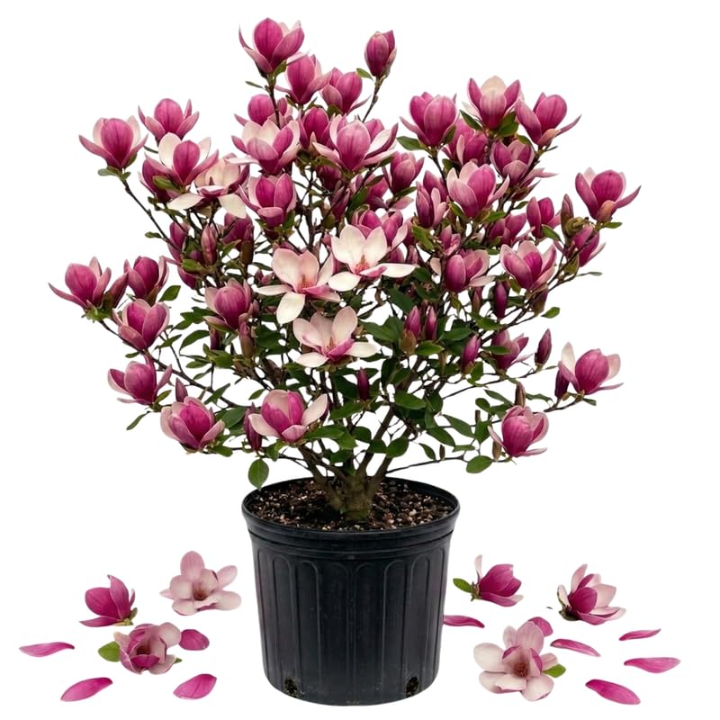Jane Magnolia Tree, Magnolia Trees Live Plants, 3 Feet Tall in 3 Gallon Pot, Pink Flower Shrubs for Outdoor Growing, No Ship to CA