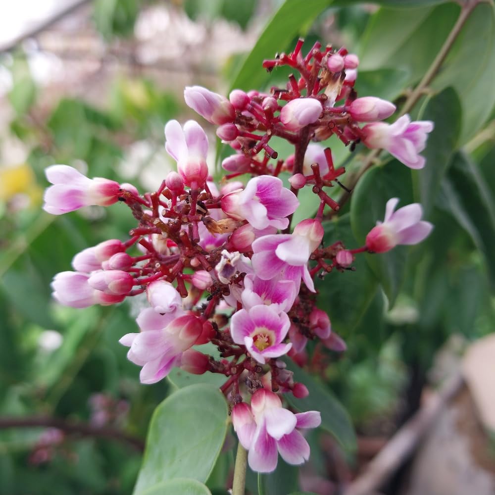 Guava Tree in 3 Gallon Pot, High Yielding Guava Fruit Tree Plant for Outdoor Garden, Tropical Plant for Backyard Orchard, Patio or Landscape Growing (Pink Guava)