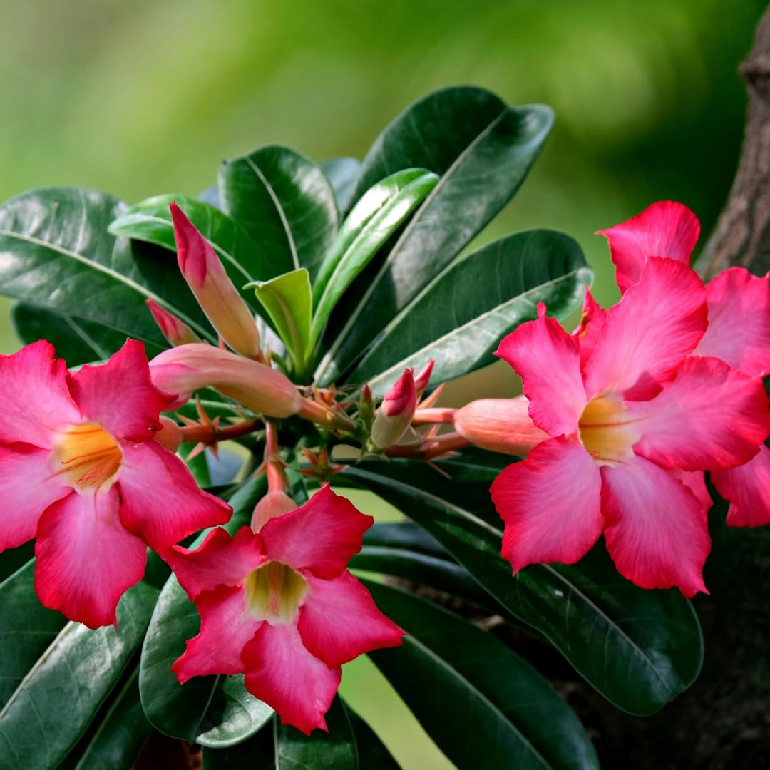Live Desert Rose Plant, Adenium Obesum Desert Rose, Flowering Succulent, 4-7 Inches Tall for Indoor or Outdoor Planting (Pink Desert Rose)