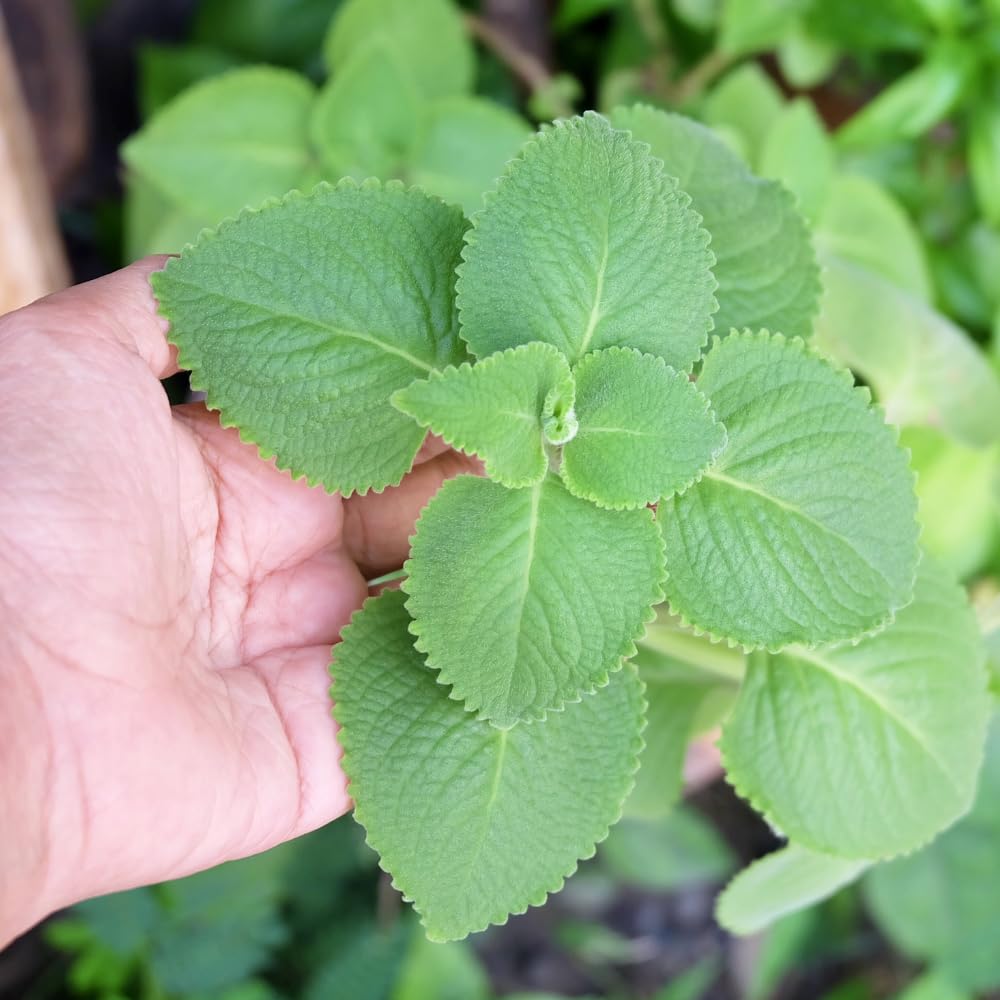 Set 2 Cuban Oregano Live Plants, Well Rooted Oregano Herb Plants 4-8 Inches, Indoor Outdoor Growing