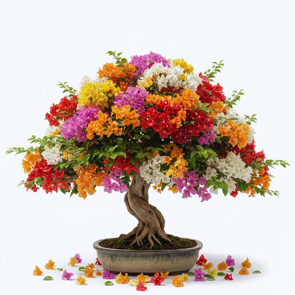 Set 4 Assorted Bougainvillea Plants Live, Bougainvillea Vine Plant, 4 to 6'' Tall, Climbing Flower Tropical Plant, No Pot