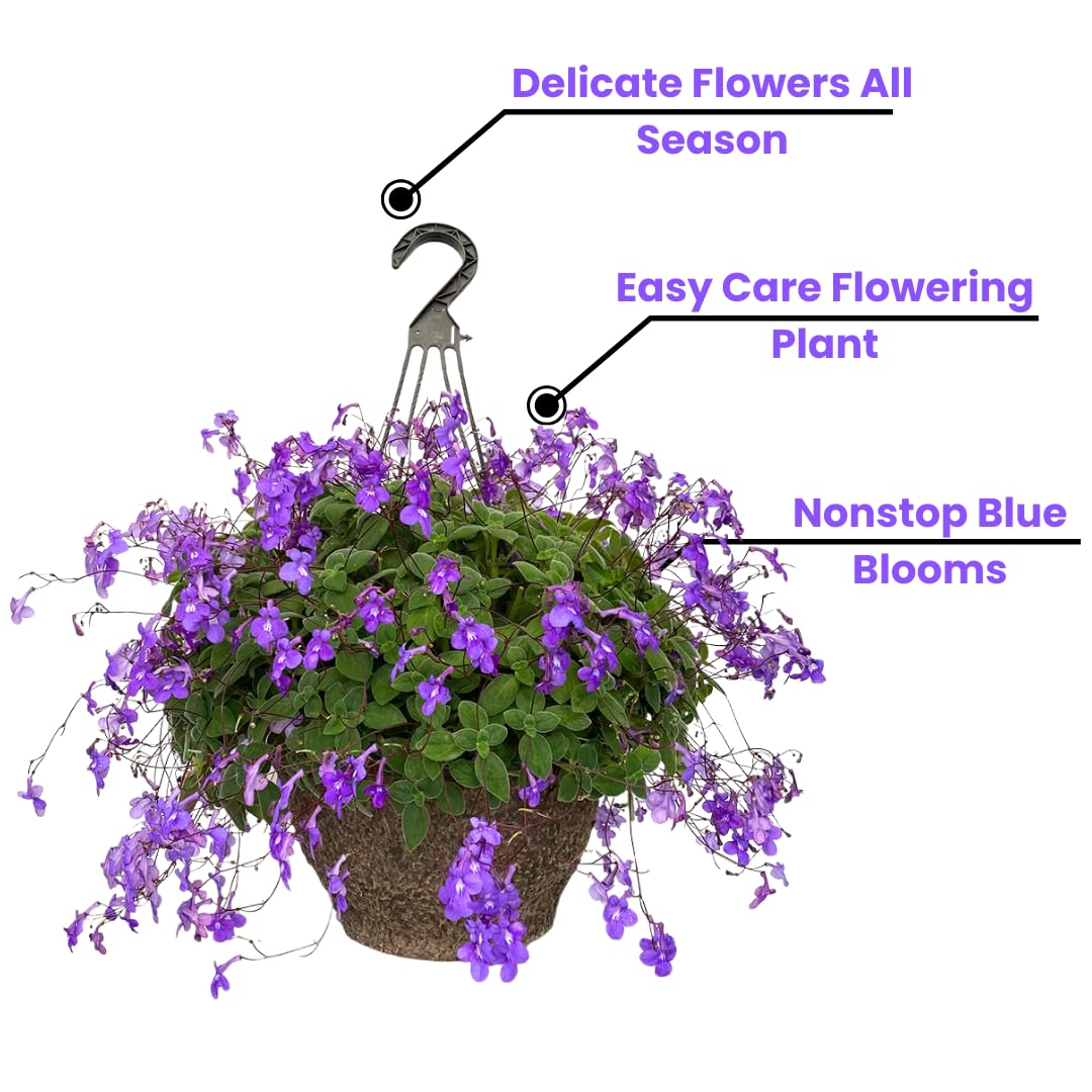 Pack 4 Concord Blue Streptocarpella Plants Live for Spring Gardening, Containers, Hanging Baskets, Size 4 to 7 Inches Tall