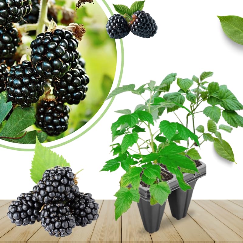 Pack 2 BlackBerry Plants Live, 4-8 Inch Tall, Blackberries Fully Rooted High Yield Berry Plants for Outdoor Planting
