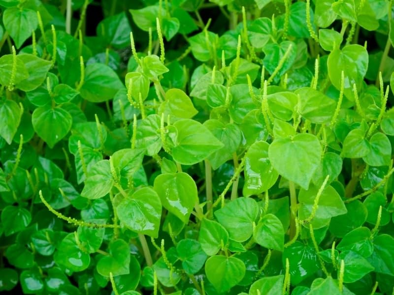 1000 Crab Claw Herb Seeds for Planting, Crab Claw Vegetable, Easy Grow