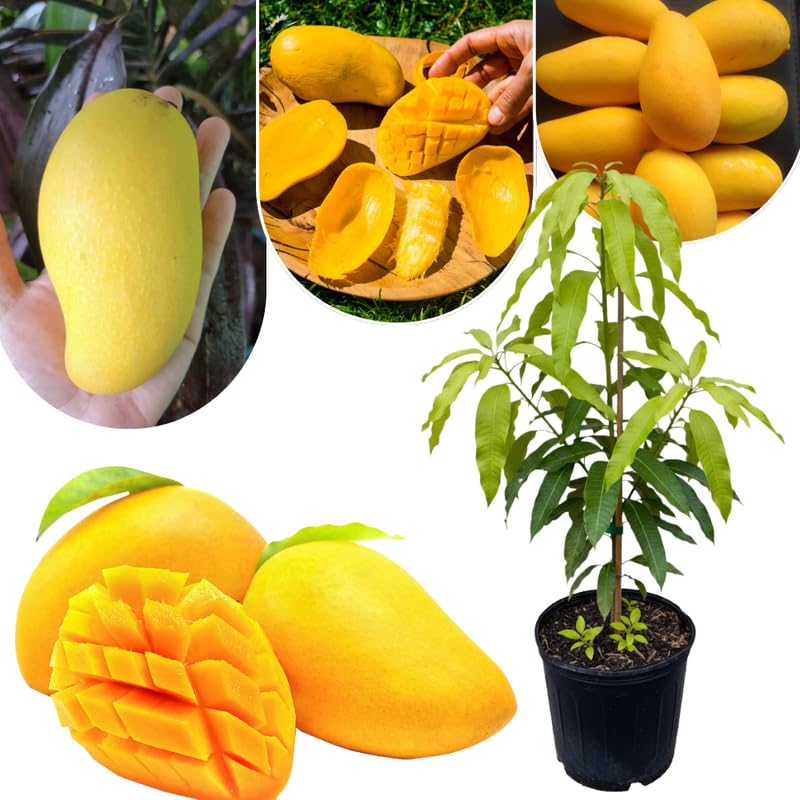 Lemon Mango Tree Live Plant, Fully Rooted in 3 Gallon Pot, Tropical Mango Fruit Tree for Indoor or Outdoor Growing