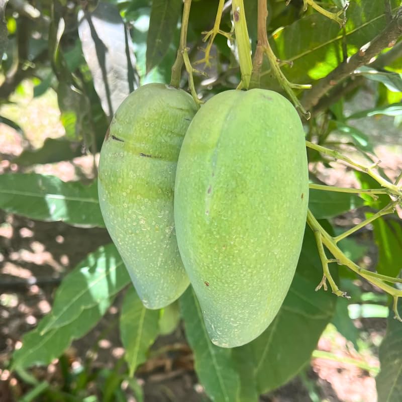 Green Mango Tree Live Plant Grafted, 2–3 Feet Tall in 3 Gallon Pot, Sweet Tropical Mango Fruit Tree