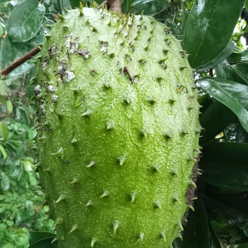 Live Soursop Tree, Guanabana Giant Soursop Tree Live Plant in 1 Gallon Pot for Planting Outdoors, No Ship to CA