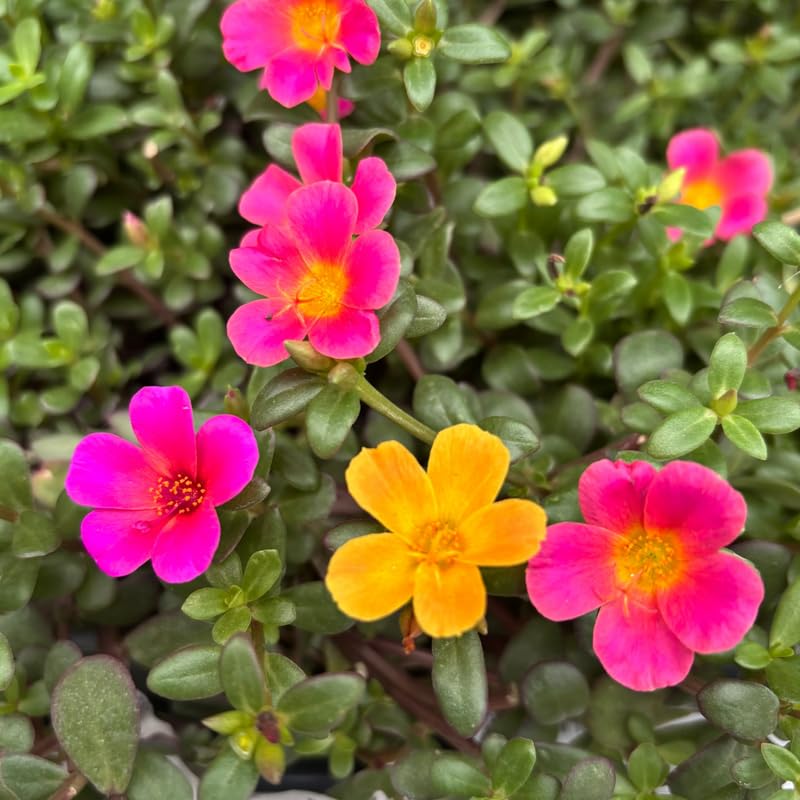 4 Mix Moss Rose Plants Live, Portulaca Ground Cover Flowers, 4-6 Inch Tall Plants for Garden or Containers