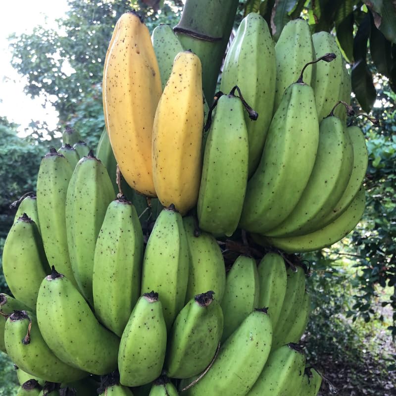 Sweet Tangy Banana Tree Live Plant, Well Rooted 4-8" Tall, Cold Hardy Tropical Banana Plant Live Well Rooted, Live Banana Fruit