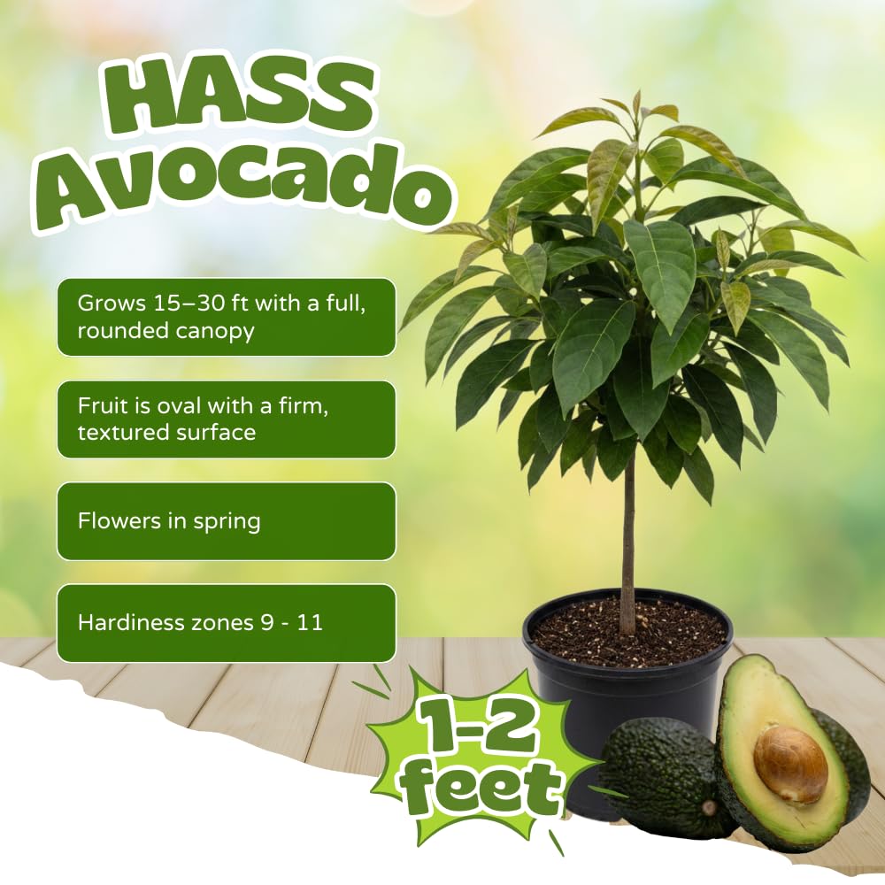 Avocado Tree Live Plant, HASS Avocado Plants Live in 3 Gallon Pot, Cold Hardy Fruit Tree for Outdoor Growing