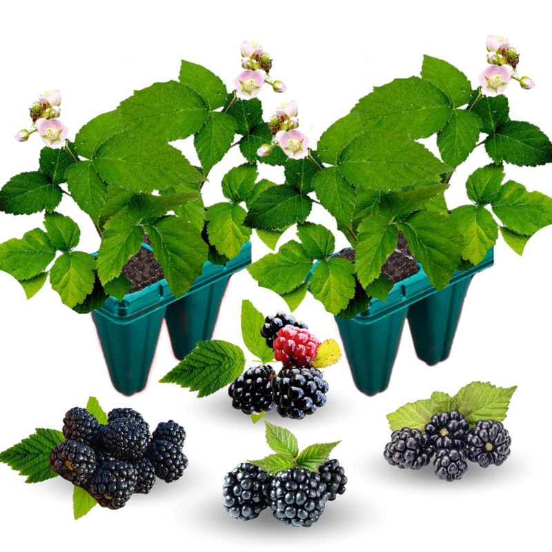 2 Chester BlackBerry Plants Live for Planting, High Yielding, Sweet Juicy Berries for Your Garden, 4-6" in Tall, Cold Hardy, Dormant in Winter, No Pot