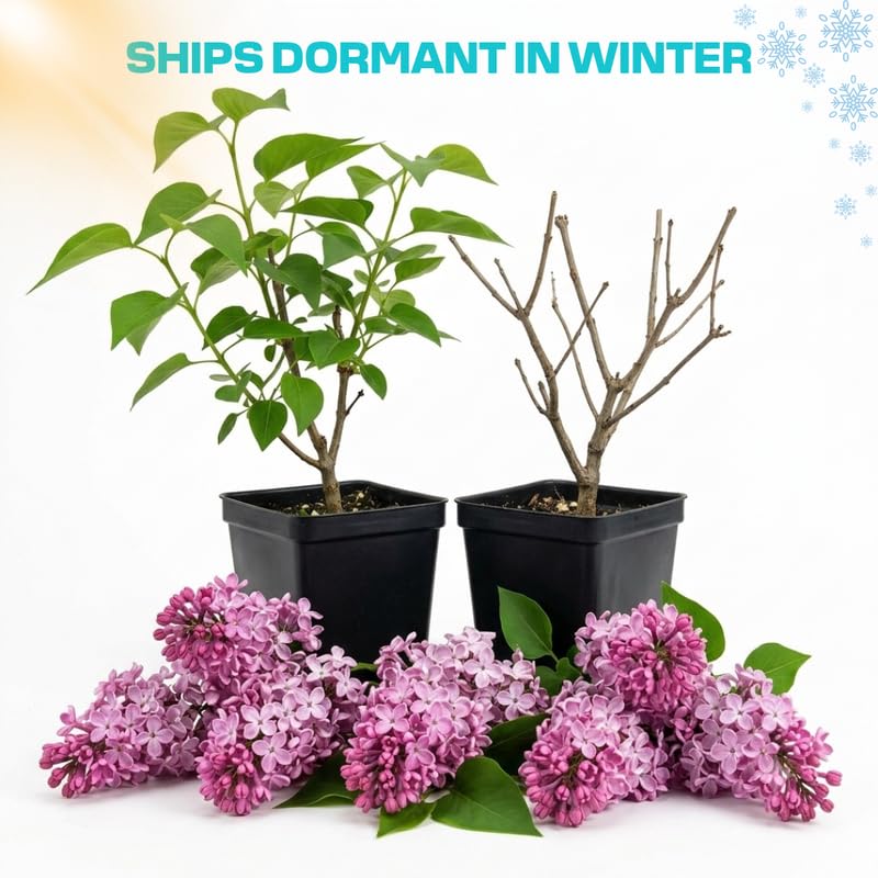 Pink Lilac Live Plant, Syringa Flowering Shrub, 6"+ Tall