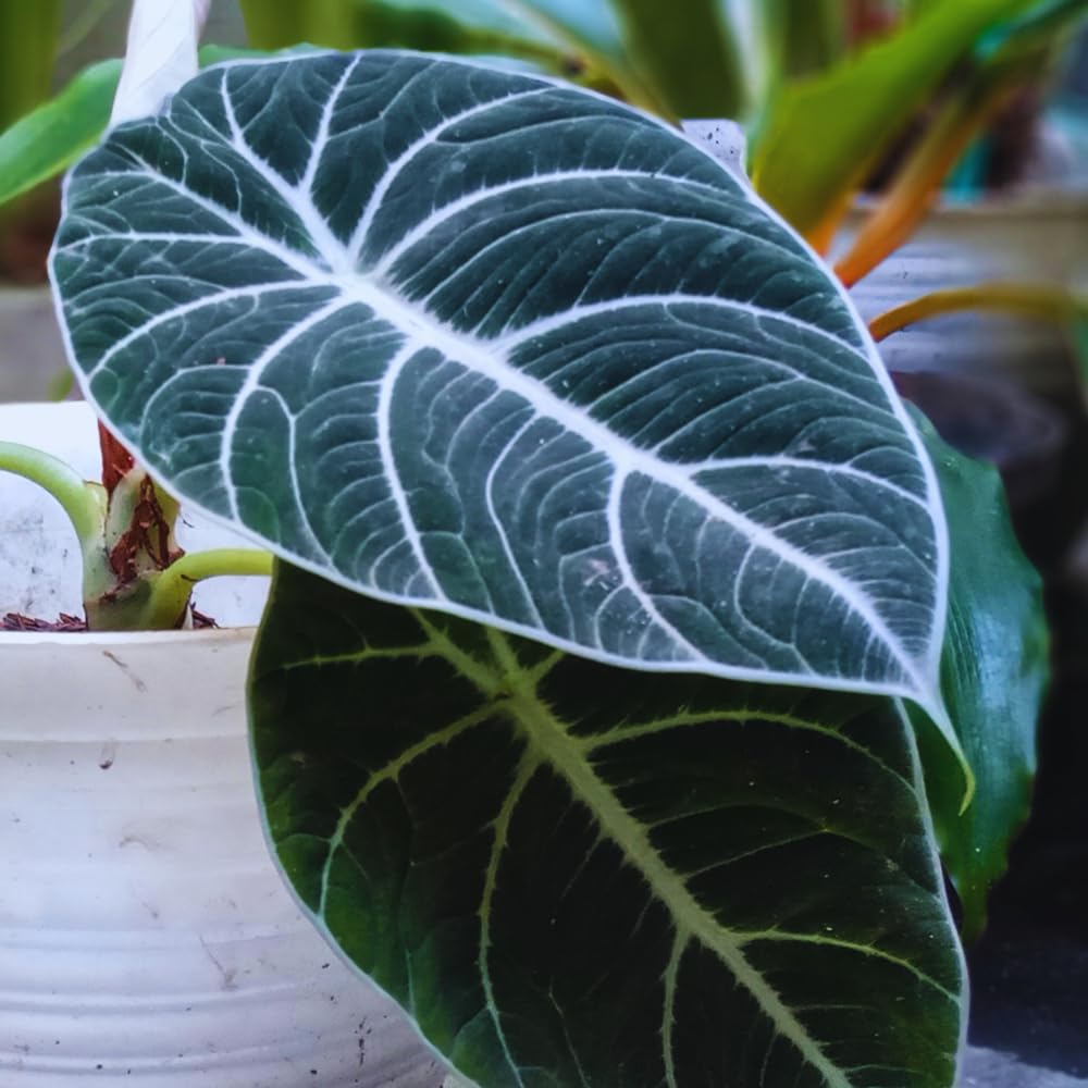 Black Velvet Alocasia Live Plant, 4 to 7 Inc Tall, Alocasia House Plant for Growing Indoor Outdoor