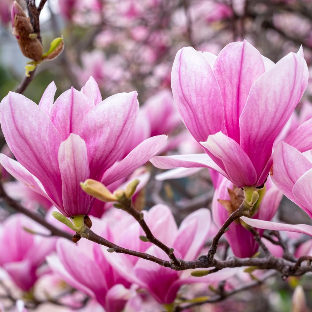 Jane Magnolia Live Plant, Fragrant Pink Magnolia Shrubs in 3 Gallon Pot, Cold Hardy, 2 to 3 Feet Height, No Ship to CA
