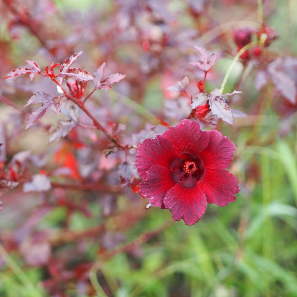 Set 2 Hardy Cranberry Hibiscus Plants, Red Hibiscus Flowering Plants, Indoor Outdoor Growing 4-6 Inches