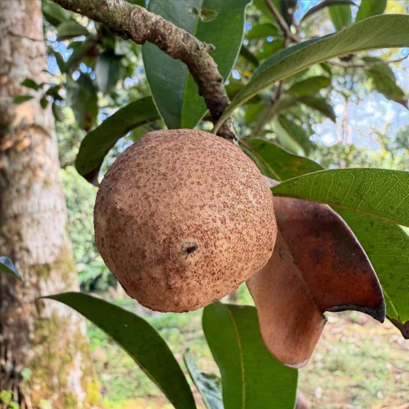 Live Sapodilla Plant, Tropical Fruit Tree for Indoor Outdoor Planting, 2-3 Feet Tall in 3 Gallon Container, No Ship to CA