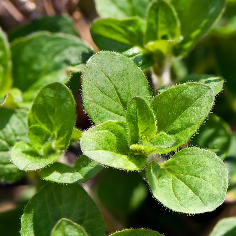 4 Oregano Plants Live, Well Rooted Herbs Starter 4-8 Inches, Versatile Garden or Patio Plants for Planting