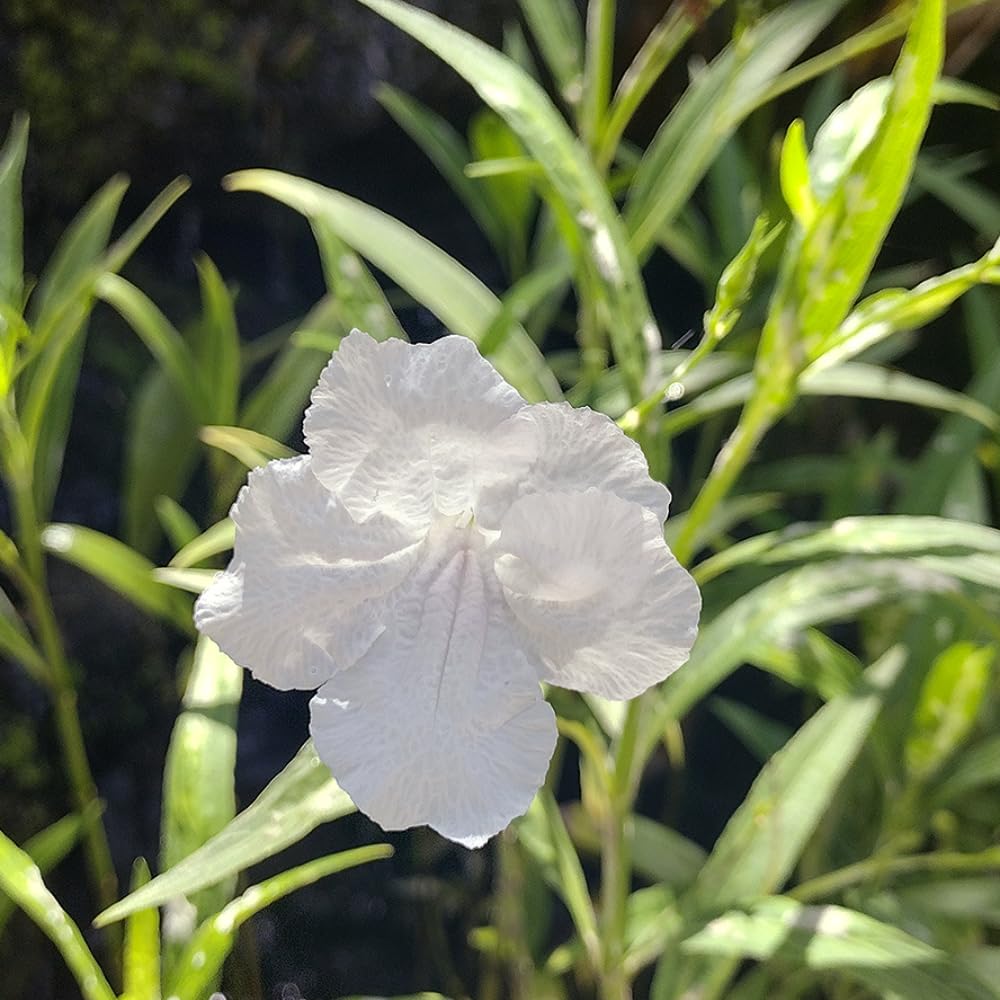 5 White Mexican Petunia Live Plants, Petunia Plants Live Flowering Perennial to Grow Outdoor Plants, 4-9 Inch Tall