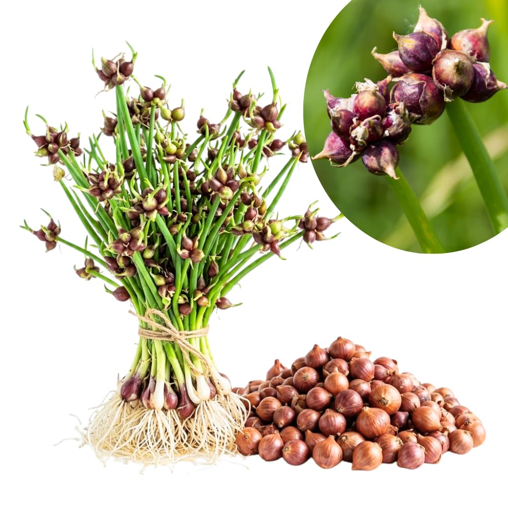 Set of 5 Egyptian Walking Onion Plants, 2 Year Old