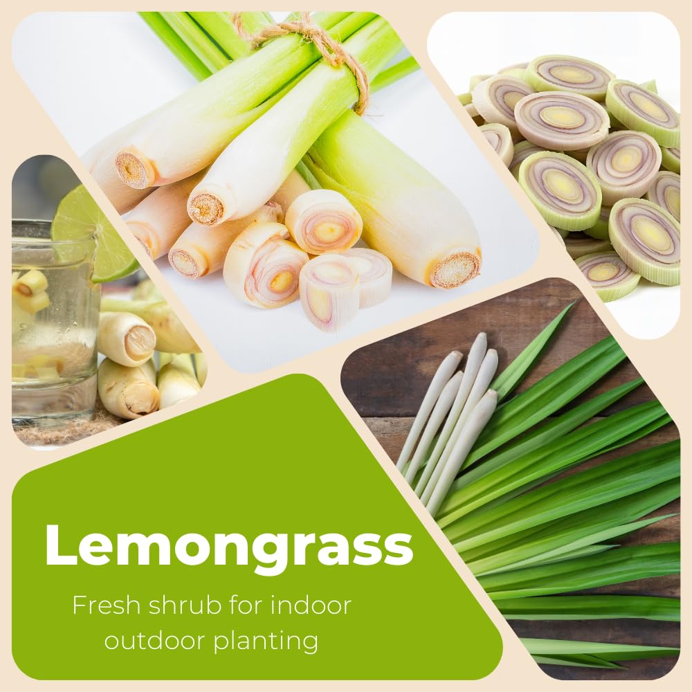 Pack 5 Lemon Grass Live Plant, Perennial and Fragrant Bush, Lemongrass Seedlings Well Rooted in 1 Gal Pot