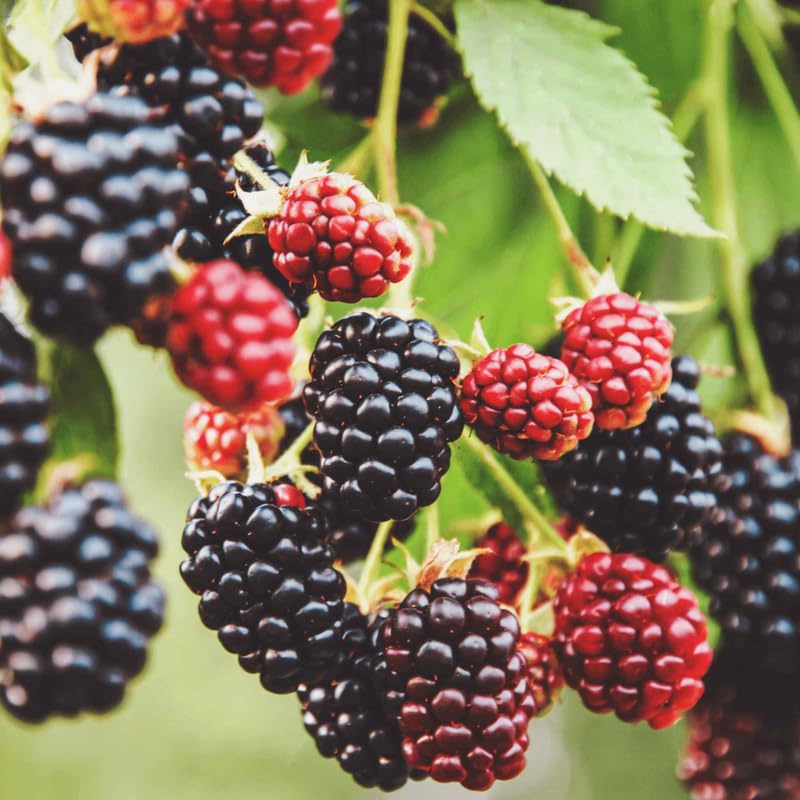 2 Triple Crown Thornless BlackBerry Plants Live for Planting, High Yielding, Sweet Juicy Berries for Your Garden, 4-6" in Tall, Cold Hardy, Dormant in Winter, No Pot