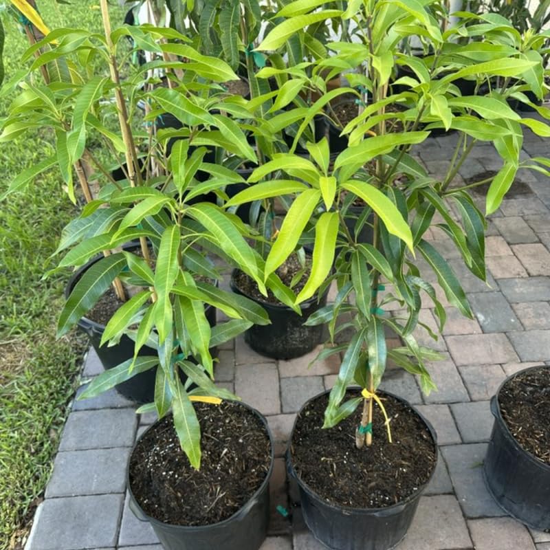 Summer Mango Tree Live Plant for Planting, Grafted Mango Plant in 3 Gallon Pot, Fast Growing Tropical Fruit Tree Seedlings