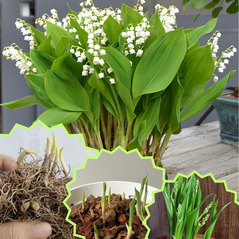 5 Lily of The Valley Bareroot, Lily of The Valley Bulbs for Gardening, Flower Plant Bare Roots