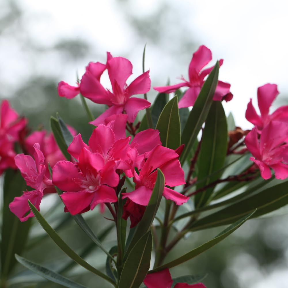 4 Oleander Plants Live, Pink Oleander Flowering Bush Shrub, 3 to 5 Inches
