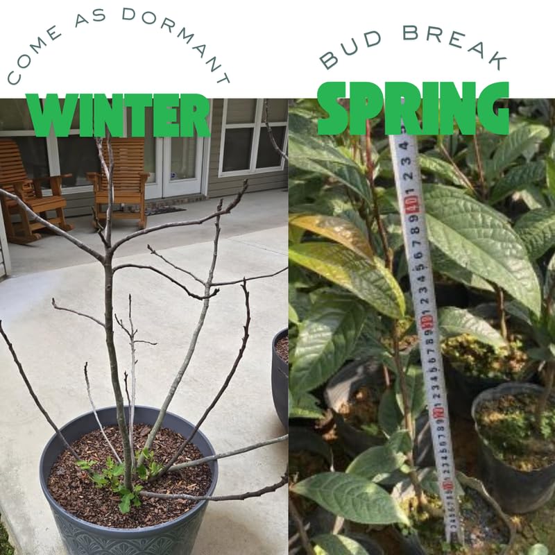 2 Black Walnut Trees Live Plants in Quart Pot, Cold Hardy, Dormant, Walnut Seedling for Garden Planting, No CA