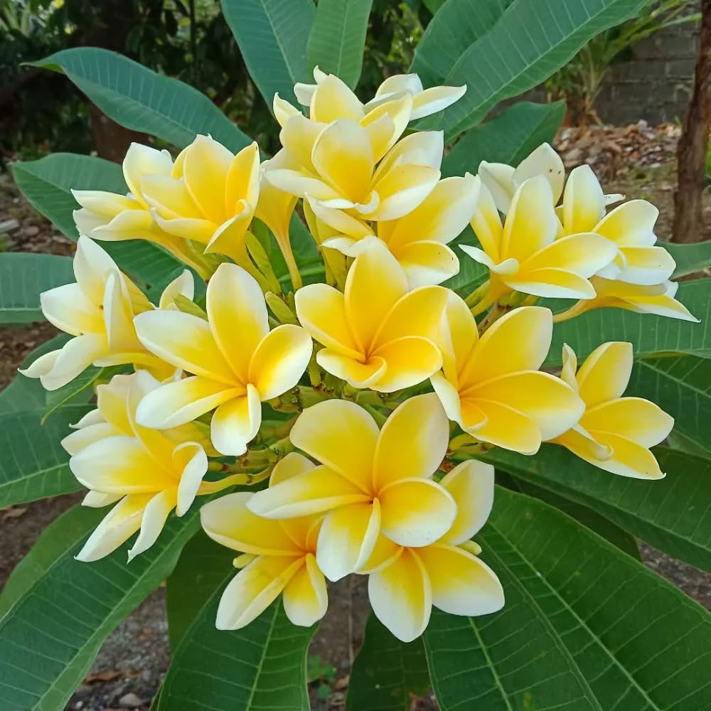 Set of 2 Plumeria Cuttings, Frangipani Plant, 12 Inch Live Cutting, Tropical Fragrant Blooms, Plumeria Frangipani Cuttings for Outdoor Growing (Yellow)