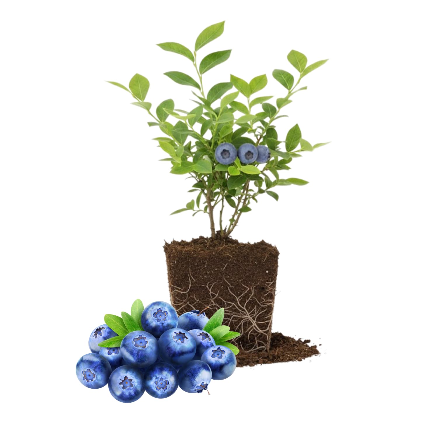 2 Blueberry Bushes Live Plant, 4-6'' Tall Well Rooted Plant, Sweet, High-Yielding, Hardy Blueberries for Garden or Containers (Jewel Blueberry)