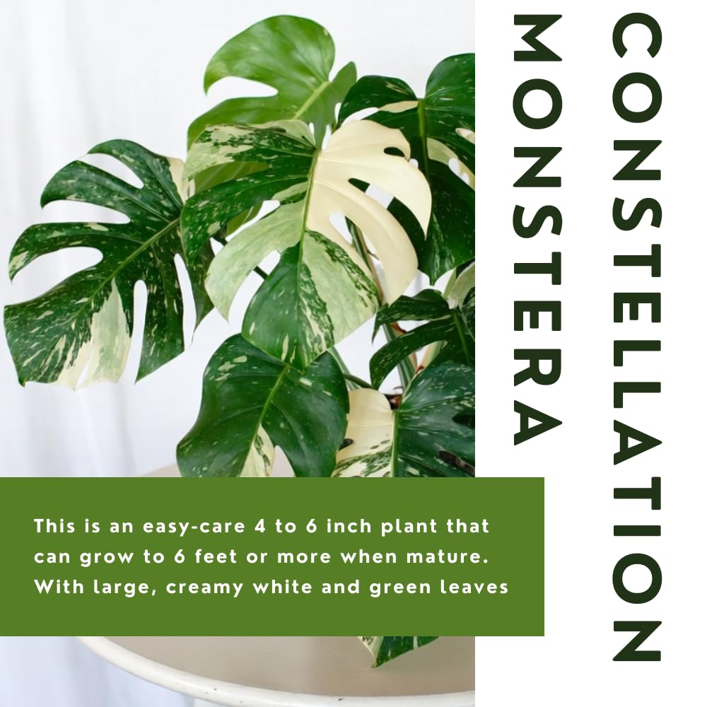 Constellation Monstera Plant Live, Rare Variegated Monstera Live Plant from 4 to 6 Inches Tall, Green and Cream Leaves, Tropical Houseplant, No Pot