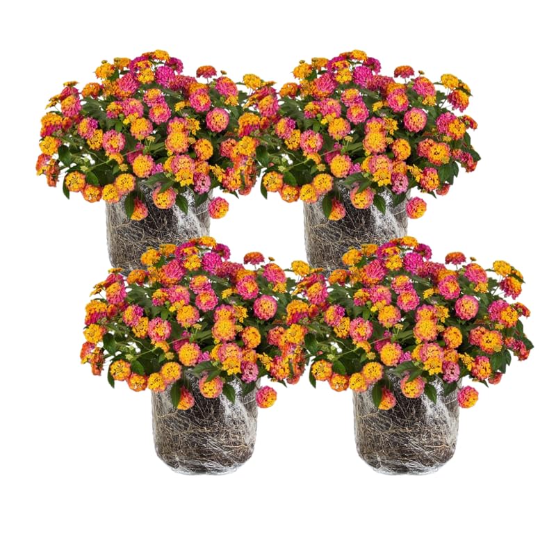4 Lantana Plants Live, Pink Orange Yellow Lantana Live Plant from 4 Inches Tall, Hardy Annual Flower Plant Indoor Outdoor