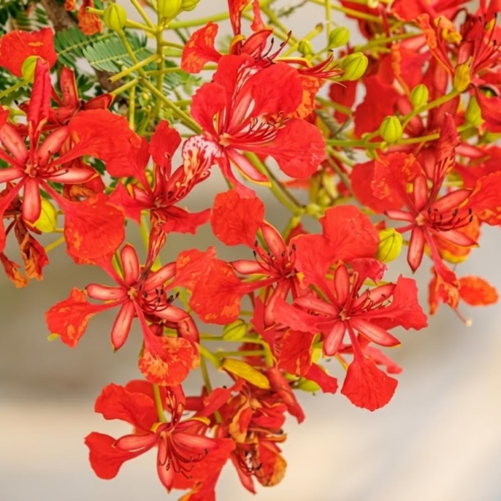 Red Flamboyant Tree, 1 Year Old Royal Poinciana Plant Live, 3 Feet Tall in 1 Gal Pot, Live Ornamental Flowering Tree for Planting, Live Plant in 1 Gal Pot, No CA