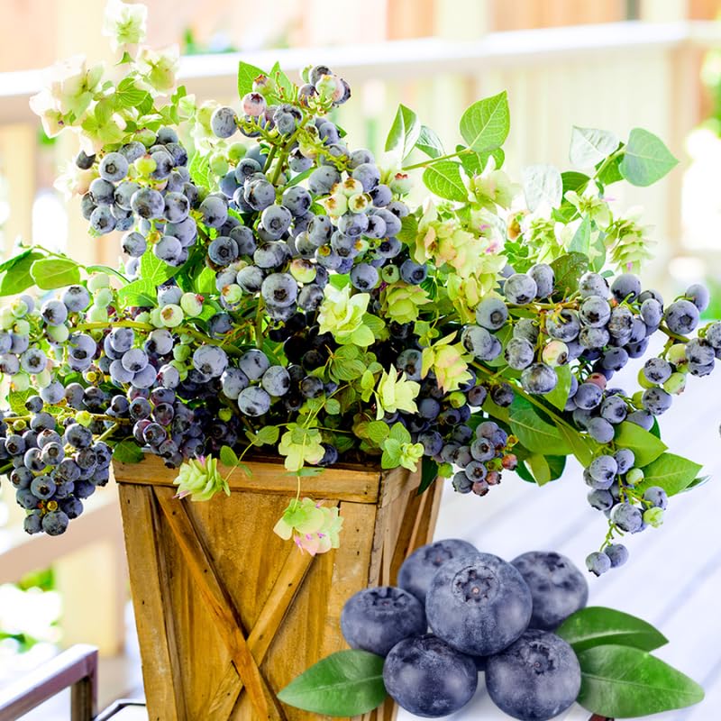 Sets 2 Blueberry Trees Live Plants, Blueberries Bushes, Hardy and High Yield, Seedlings Southern Highbush Blueberry Plants Live for Outdoor Growing, 5-7" Tall (Sweet Flavor)