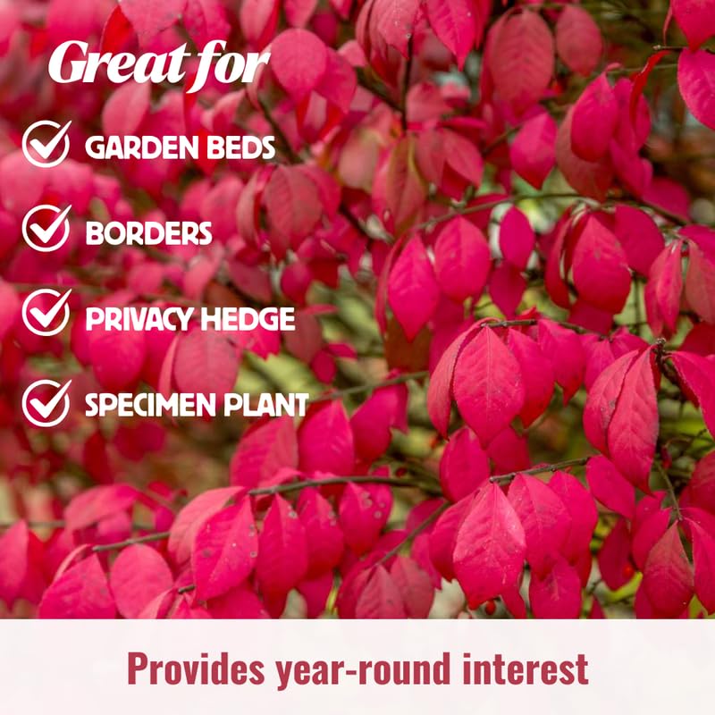 4 Dwarf Burning Bush Bare Roots, Red Burning Bush Shrub, Hardy Ornamental Shrub 5-10 Inches, No Ship to NY, NH, MA, VT