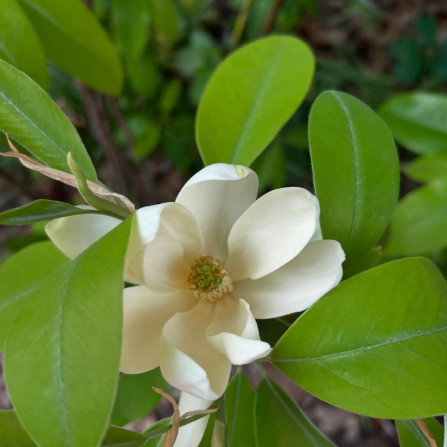 Sweetbay Magnolia Plant Live, White Magnolia Flowers Bush, 2-3 Feet Tall in 3 Gal, Ready to Grow, No Ship to CA