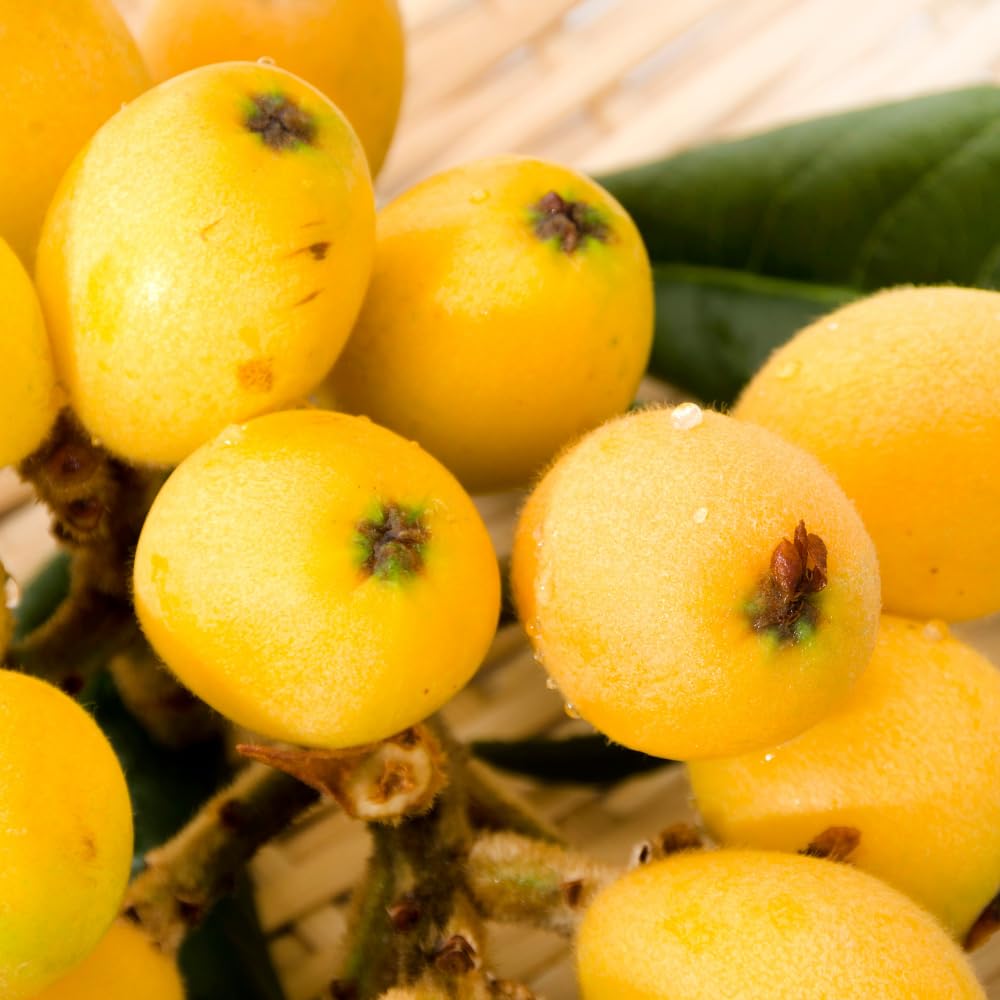 Golden Loquat Tree Live Plant, Loquat Fruit Tree, 2 Feet Tall, 3 Gallon Pot, Sweet Tropical Fruit Tree for Outdoor Gardening, No Ship to CA