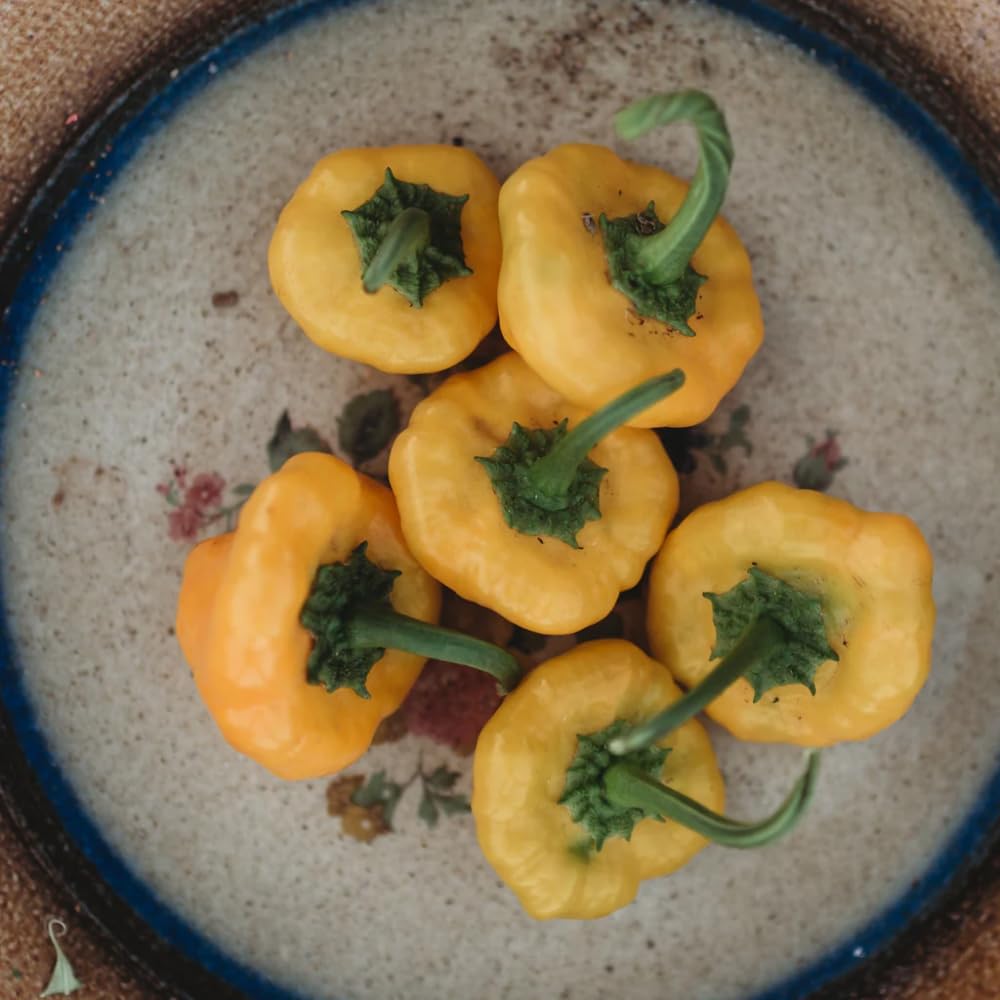 50 Yellow Scotch Bonnet Pepper Seeds, Hot and Spicy Jamaican Peppers for Home Gardening