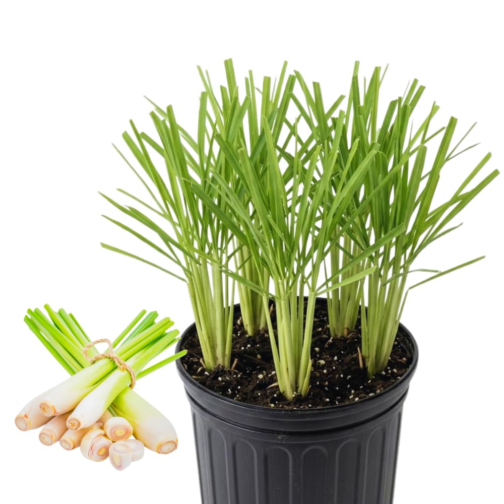 Set 6 Lemon Grass Live Plants, Lemongrass Plant, 5-8'' Tall, Fragrant Herb Plants Growing Indoor Outdoor, No Ship to CA